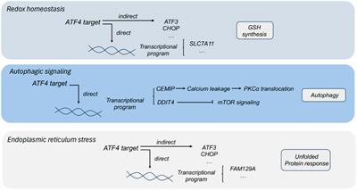 Activating transcription factor 4: a regulator of stress response in human cancers
